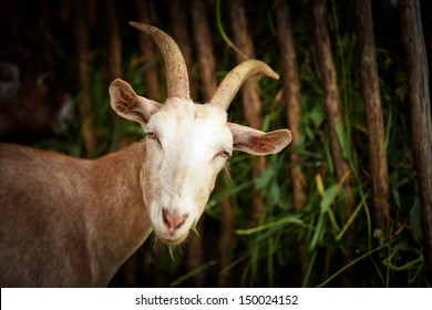 He Hayloft, Nature, Animal, Goat's Rue