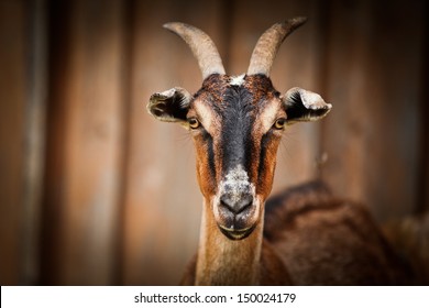 He Hayloft, Nature, Animal, Goat's Rue