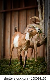 He Hayloft, Nature, Animal, Goat's Rue