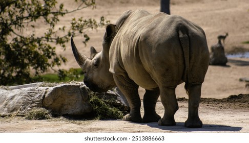 he Java rhinoceros is a critically endangered species, native to Indonesia, known for its single horn and residing mainly in Ujung Kulon National Park.