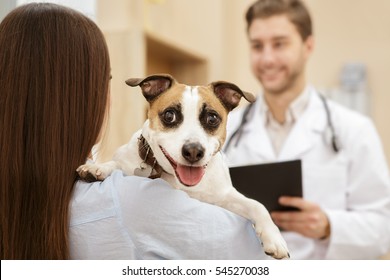 He Is A Patient Today. Cute Jack Russel Terrier Dog Looking To The Camera While Being Held By His Female Owner At The Vet Clinic Dog Pet Animals Medicine Health Care Service Patient Concept Copyspace