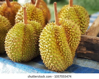 He Southeast Asian Plant Durian Has Stock Photo 1057055474 | Shutterstock