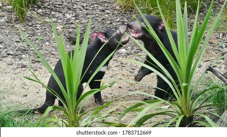 He Tasmanian Devil (Sarcophilus Harrisii) Is A Carnivorous Marsupial Of The Family Dasyuridae