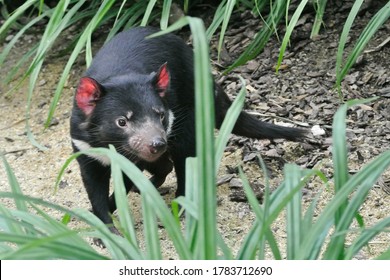 He Tasmanian Devil (Sarcophilus Harrisii) Is A Carnivorous Marsupial Of The Family Dasyuridae