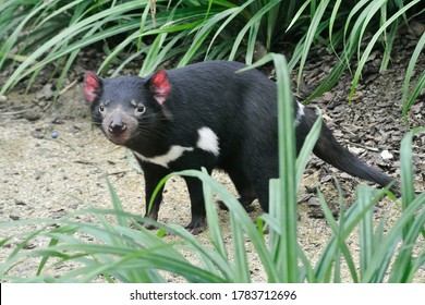 He Tasmanian Devil (Sarcophilus Harrisii) Is A Carnivorous Marsupial Of The Family Dasyuridae