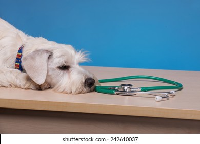 He Is Unwell. Portrait Of A Cute Little Dog Lying On The Table With Stethoscope Around His Neck Against Blue Background