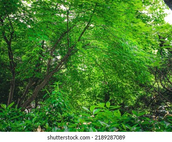 As He Walked Through The Forest, He Could Feel The Warm Moist Air On His Face.