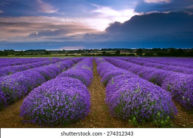 Heacham Lavender Field In North Norfolk, England