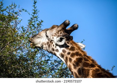 Head of an adult African giraffe eating leaves from the trees of the South African savannah, this mammalian and herbivorous animal is one of the stars of the safaris.