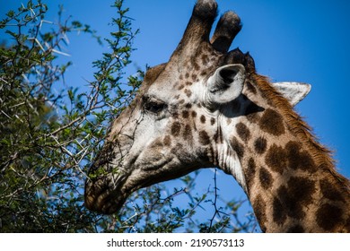 Head of an adult African giraffe with the trees of the African savannah in South Africa. This mammalian and herbivorous animal is one of the stars of safaris.