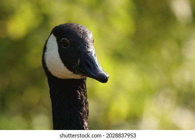 Head Of And Adult Canada Goose At West Stow, Suffolk