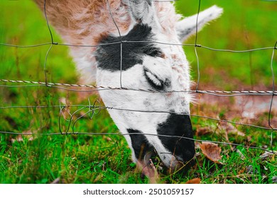 Head of an Alpaca Close Up Eating Grass From the Ground Near a Fence - Powered by Shutterstock