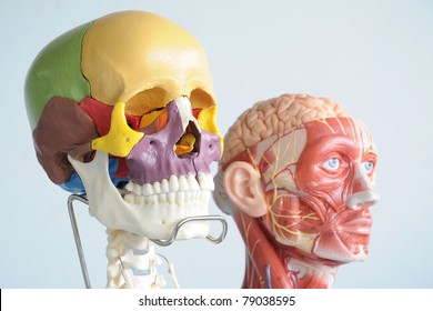 head anatomy model