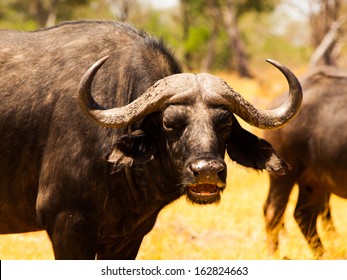 Head of angry buffalo (Botswana)