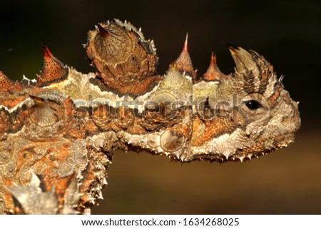 Head of the Australian Thorny Devil, Moloch horridus, an ant-eating lizard, closeup in its natural habitat in Western Australia
