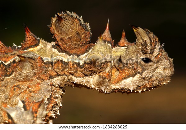Head of the Australian Thorny Devil, Moloch\
horridus, an ant-eating lizard, closeup in its natural habitat in\
Western Australia