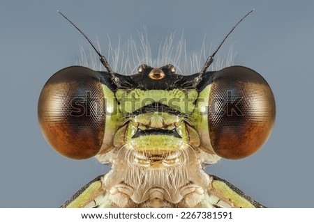 Head of The azure damselfly (Coenagrion puella) up close. Detail of the dragonfly's eyes. 