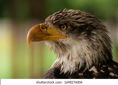 Head of a bald eagle