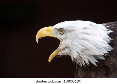 Head of a bald eagle with beak open wide viewed side on