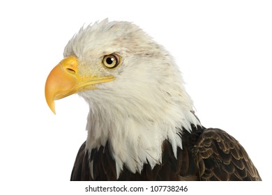 Head Of Bald Eagle Isolated Over White Background