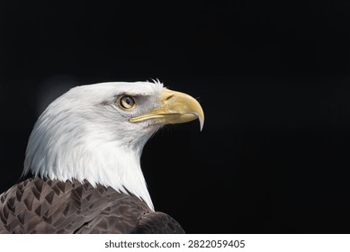 The head of a bald eagle staring with sharp eyes