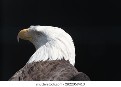 The head of a bald eagle staring with sharp eyes