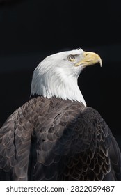 The head of a bald eagle staring with sharp eyes