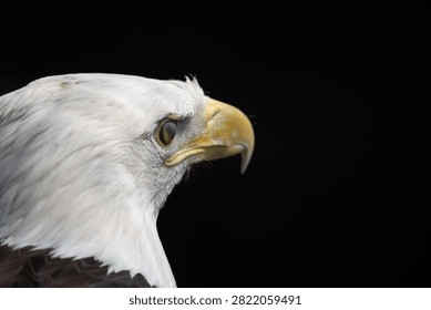 The head of a bald eagle staring with sharp eyes