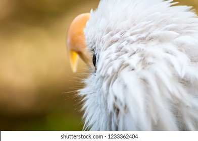 Head Of A Bald Eagle Turned Away