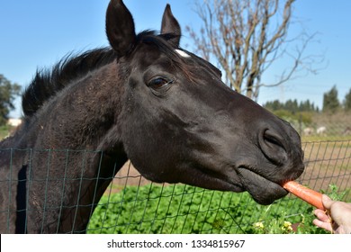Head of a bay horse close up. The horse eats carrot. Riding on the farm. Carrot delicacy for a horse. Shelter for horses. Spring mood. Tasty food. Animal care.    - Shutterstock ID 1334815967