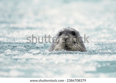 Head of Bearded seal is looking around among ice and ice on top of head.