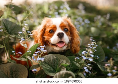 The head of a beautiful Portrait of Cavalier King Charles Spaniel peeking out of flowers. 