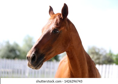 Head of a beautiful young sport horse in the corral summertime outdoors