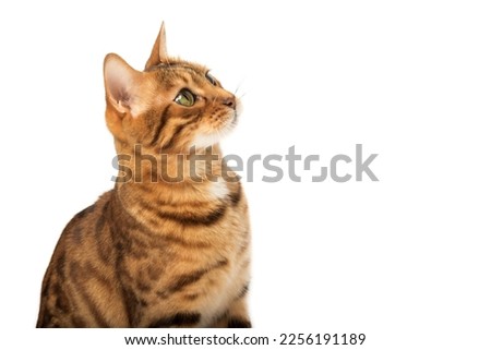 The head of a Bengal cat looking up with interest on a white background.