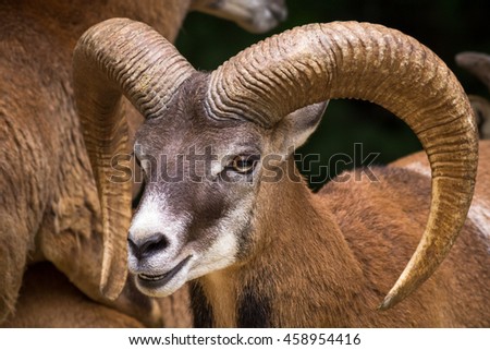 Head Of Big Horn Sheep With Big, Beautiful Horn
