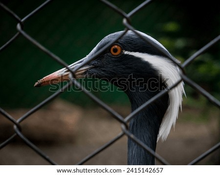 a head of bird looks like a demoiselle crane in the zoo through the metal wire fencing