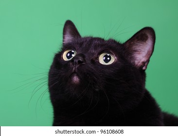 Head of a black cat with the long moustaches, looking upwards, on a green background