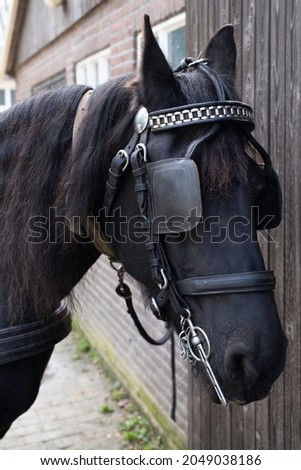 Head of a black Friesian horse with harness, halter, browband, chains, reins and leather blinker. The blinker restrictes the field of vision
