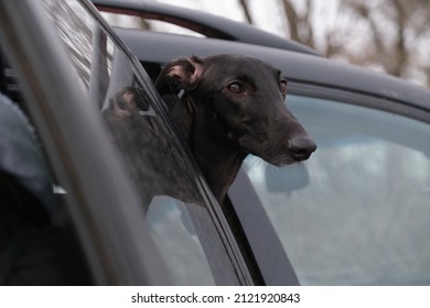 The Head Of A Black Greyhound Dog In The Car