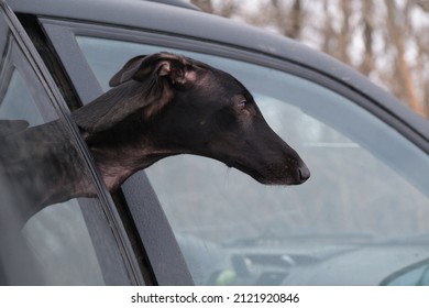 The Head Of A Black Greyhound Dog In The Car