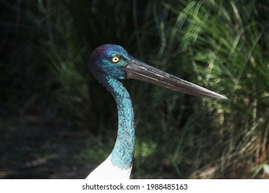 The Head Of The Black Necked Stork