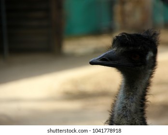 curly ostrich