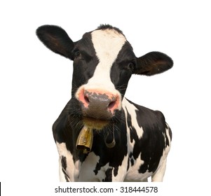 Head Of Black And White Cow (bos Primigenius Taurus) With Cowbell Isolated On White Background