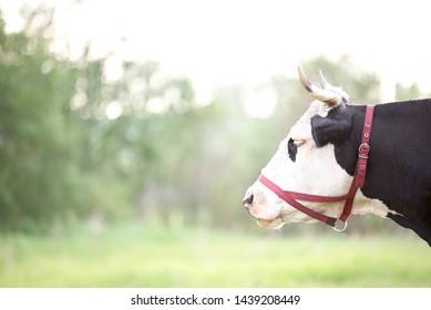 The Head Of A Black And White Cow Close-up . Side View.