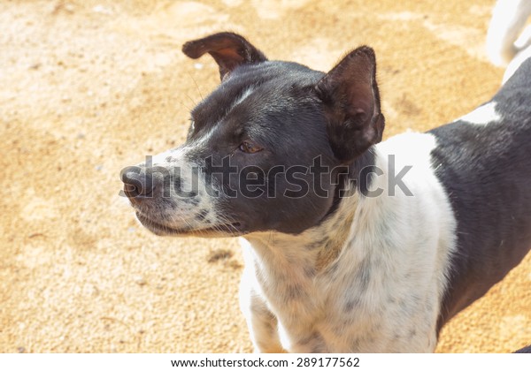 Head Black White Short Hair Dog Stock Image Download Now