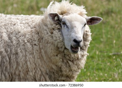 1,624 Sheep bleating Images, Stock Photos & Vectors | Shutterstock