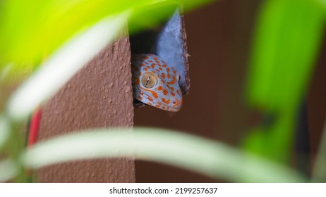 Head Of Blue Gecko Tokay   