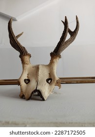 a head bone of animals whit two horn that may be a deer 