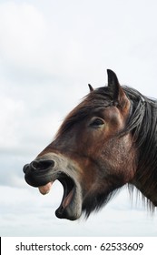 Head Of A Brabant Draft Horse With Open Mouth