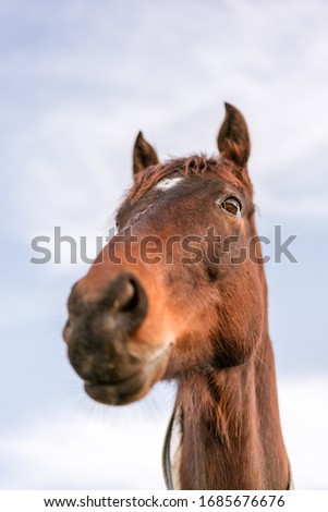 Similar – Image, Stock Photo Curious horse against sky. View from below